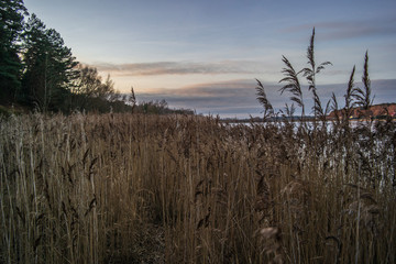 Fototapeta premium Dry yellow beautiful reeds on the lake.