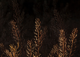Archaeological Ruins at Canyon de Chelly National Monument, Navajo Nation, Arizona