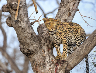 Leopard, Panthera pardus, standing in a tree with its kill, an impala, Aepyceros melampus,  lodged in the upper branches.