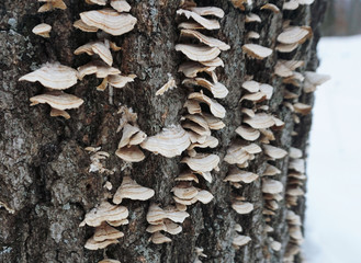Tree Fungi