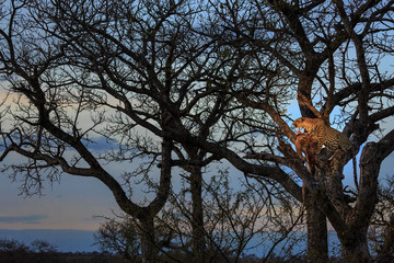 Leopard, Panthera pardus, with an impala kill, Aepyceros melampus, high in a tree at dusk.