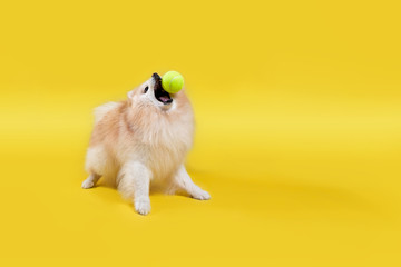 Domestic dog, training. Portrait of a beige Pomeranian on a yellow background, catching a tennis ball. Copy space. Close up