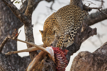 Leopard, Panthera pardus, with an impala kill, Aepyceros melampus, in a tree.