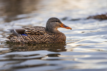 Duck floating on a pond at George C. Reifel Migratory Bird Sanctuary, Delta, British Columbia.