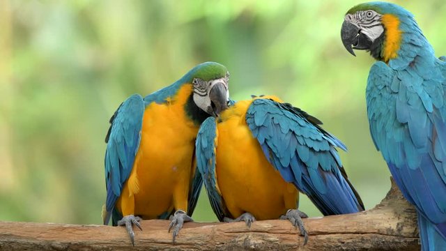 colorful macaw birds closeup portrait shots in green background video cute beautiful