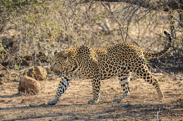 Leopard, Panthera pardus, walking.