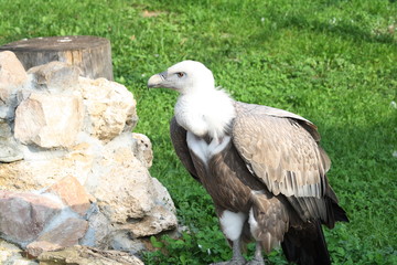 bird of prey