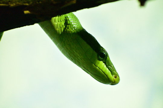 green snake on a branch
