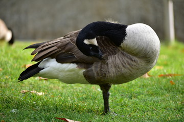 goose on grass