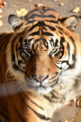 Fototapeta na wymiar white bengal tiger