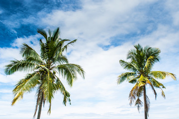 Blue sky and coconut trees