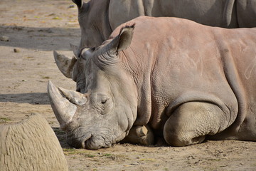 Obraz premium rhinoceros in zoo