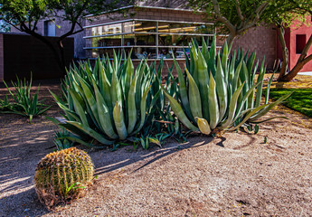Agave Franzonsini and Barrow Cactus