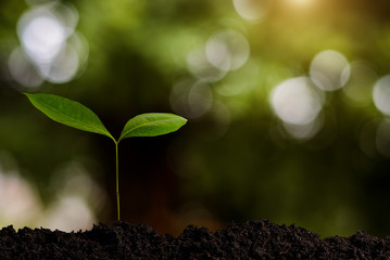 Young tree growing in garden with sunrise. eco concept earth day in morning light