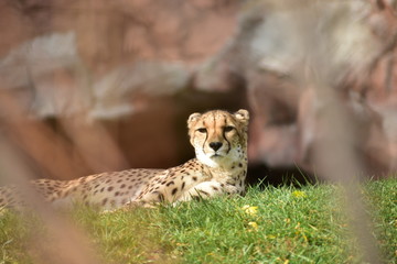 cheetah in grass