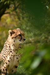 cheetah in grass
