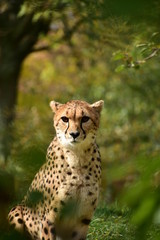 portrait of cheetah