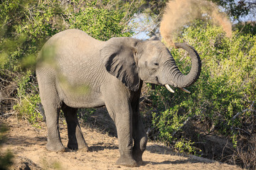 Savanna, or African elephant, Loxodonta africana, throwing dust over its back.
