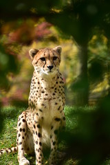 leopard in a tree