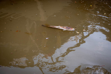 Fototapeta premium The corpse of a dead catfish floated with a rotten river.