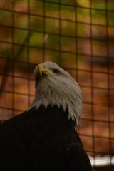 portrait of an eagle