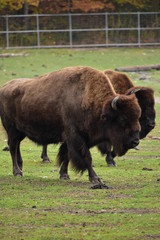 Fototapeta na wymiar american bison in yellowstone national park