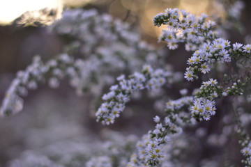 blue flowers in snow
