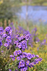 Obraz premium field of purple flowers