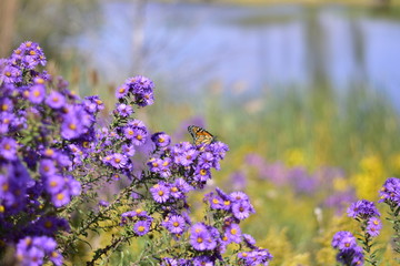 Obraz premium field of purple flowers