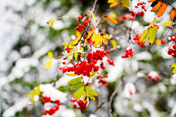 The first snow on red rowan berries