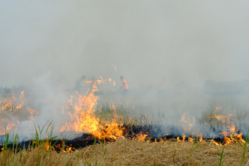 Naklejka premium Incineration of post-harvest rice straw