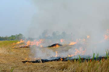 Incineration of post-harvest rice straw