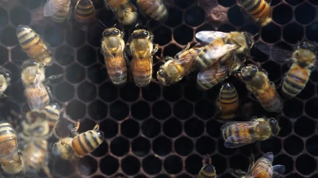 Bees convert nectar into honey Close-up Bee Flying Bee honeycomb hive, Bees produce wax and build honeycombs from it.
