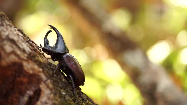 Dynastinae or rhinoceros beetles or fighting beetles on the tree with nature blurred background. Rhinoceros beetle, Hercules beetle. 