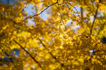 Yellow ginkgo leaves in Autumn Season