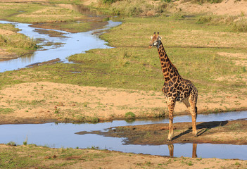 Giraffe, Giraffa camelopardalis, standing near streams and grass.