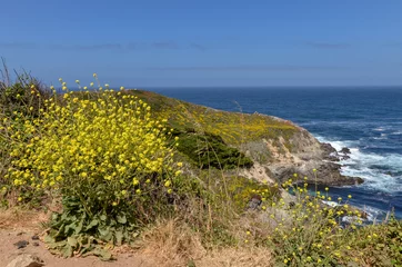 Fotobehang yellow flowers of summer mustard (Hirschfeldia incana) at Kasler Point (Monterey County, California) © ssmalomuzh