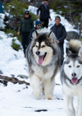 snow dogs in the mountains during winter