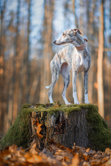 junge hübsche Whippet Hündin im lichtdurchfluteten Wald,