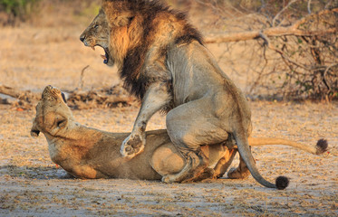 Lions, Panthera leo, mating. © JAK
