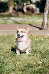 Welsh Corgi Pembroke walks in the Park on a Sunny day