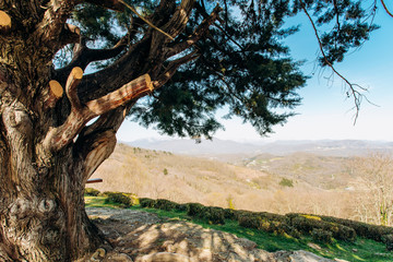 Mountain view from behind a large tree on a rock