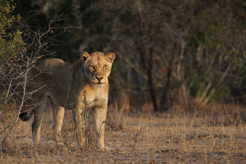 Female lion, Panthera leo, standing in sunset light.