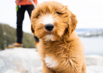 Mountain Puppy