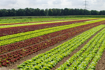 Rows of lollo rosso and lollo bianco