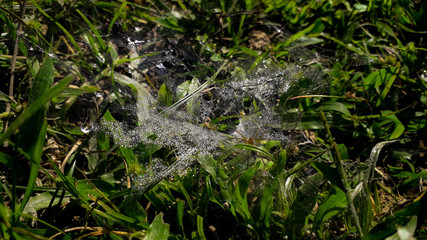 Close-Up Of Morning Dew Drops Cover A Spider Web Made By A Grass Spider