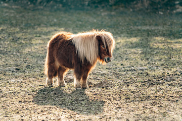 Shetland Pony grazing on a green meadow. Ponies walk on a green glade. A pony with a big mane.