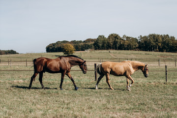 Naklejka na ściany i meble Horse farm. Horses on a horse farm. Horses graze on a horse farm.