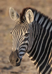 Fototapeta na wymiar Head portrait of plains zebra, Equus quagga.