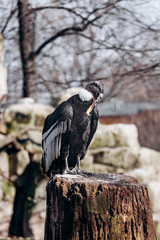 Andean condor sits on an old log cabin tree
